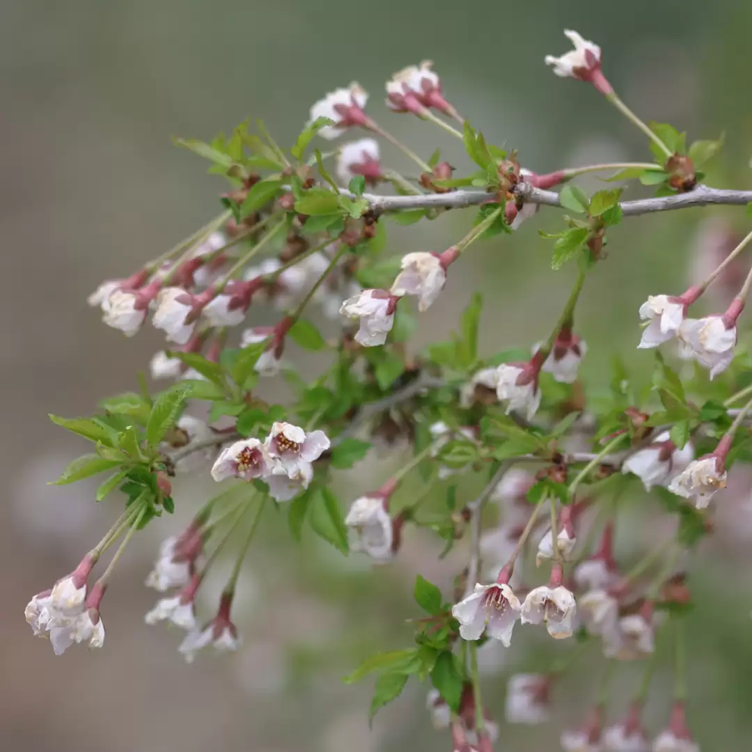 Pale pink flowers of Prunus Kojo-No-Mai beginning to open